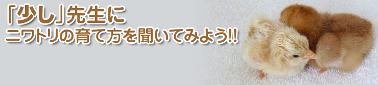 「少し」先生にニワトリの育て方を聞いてみよう！！