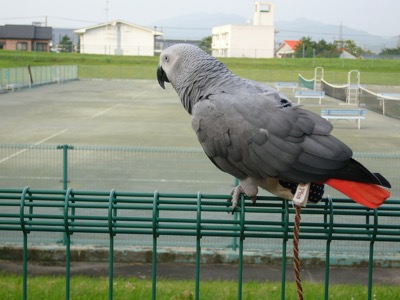 生まれ年は散歩に行くな 鳥さんのおしめを作る会