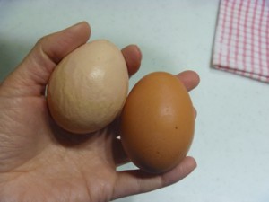 卵は鳥にとって本当に良いのでしょうか?